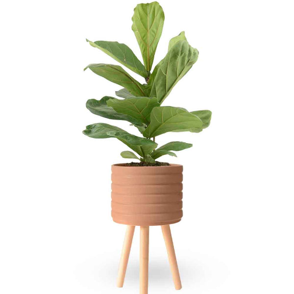 הויה- HO YA- HOYA | Fiddle-leaf fig |- צמחי בית- צמחים עד הבית- משתלה בתל אביב- פיקוס כינורי - פיקוס כינורי